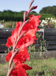 Large-flowered Gladiolus