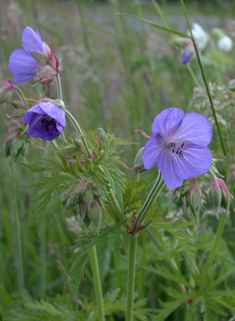 Meadow Crane's-bill