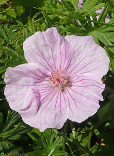 Bloody Crane's-bill