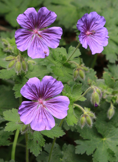 Purple Crane's-bill