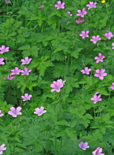 Druce's Crane's-bill