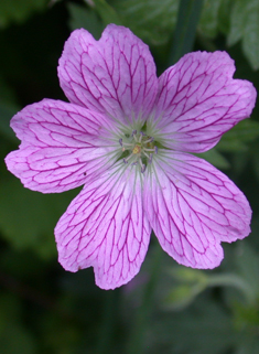 Druce's Crane's-bill