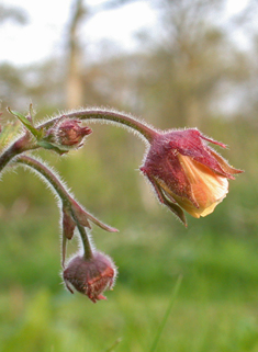 Water Avens