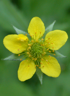 Wood Avens