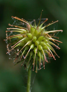 Wood Avens