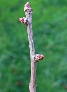 Maidenhair-tree