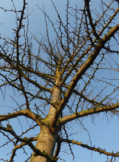 Maidenhair-tree