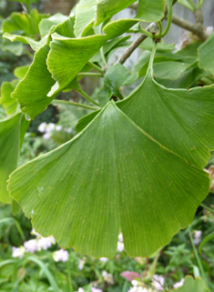 Maidenhair-tree