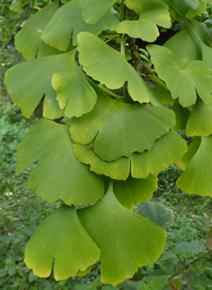 Maidenhair-tree