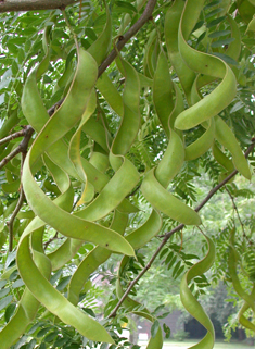 Honey Locust