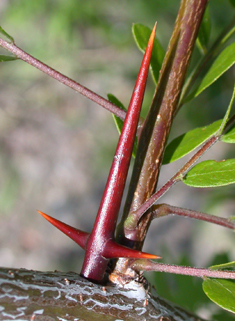 Honey Locust