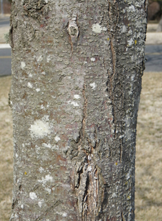 Honey Locust