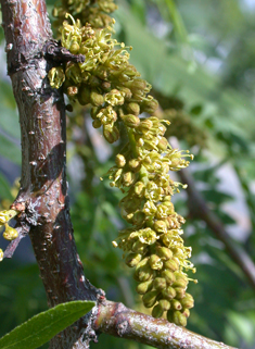 Honey Locust