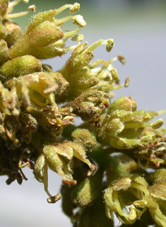 Honey Locust