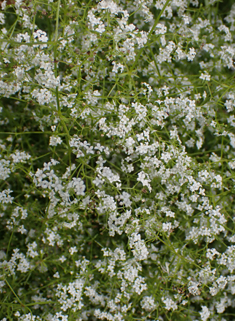 Marsh Bedstraw