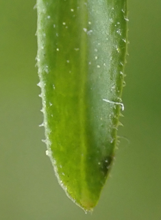 Marsh Bedstraw