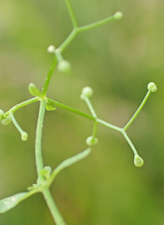 Marsh Bedstraw