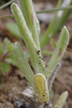 Jersey Cudweed