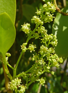 New Zealand Broadleaf