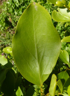 New Zealand Broadleaf