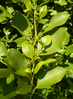 New Zealand Broadleaf