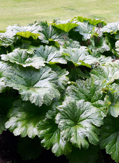 Chilean Giant-rhubarb