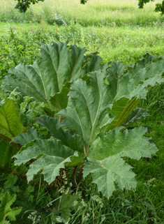 Chilean Giant-rhubarb