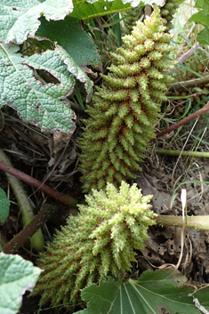Chilean Giant-rhubarb
