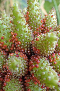 Chilean Giant-rhubarb