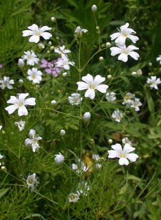 Elegant Baby's-breath