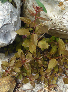 Upright Raspwort