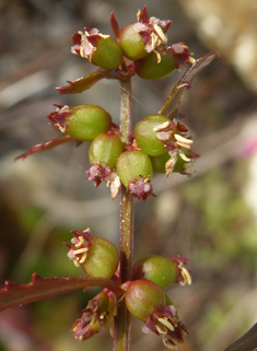 Upright Raspwort