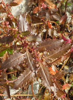 Upright Raspwort