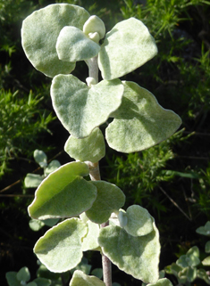 Silver-bush Everlastingflower