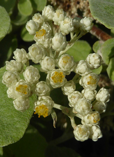 Silver-bush Everlastingflower