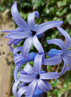Common Hyacinth