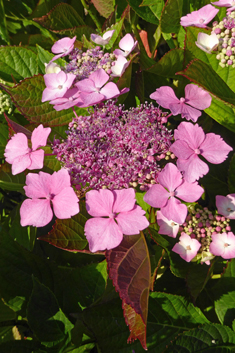 Mophead Hydrangea