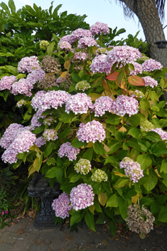 Mophead Hydrangea