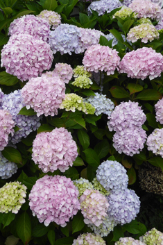 Mophead Hydrangea