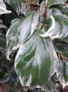 Algerian Ivy