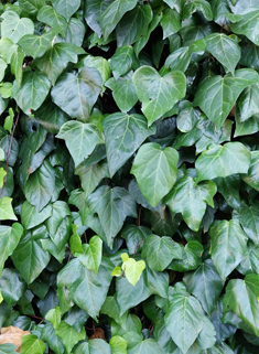 Algerian Ivy