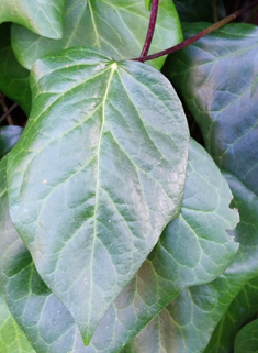 Algerian Ivy