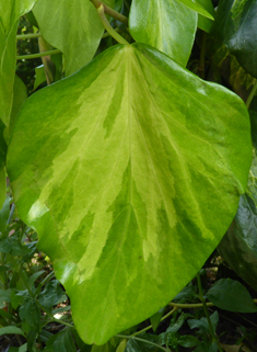Persian Ivy
