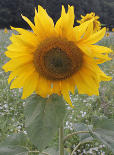 Annual Sunflower