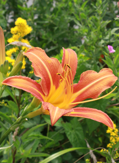 Orange Day-lily