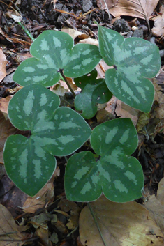 Liverleaf