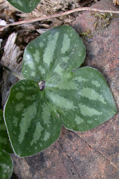 Liverleaf