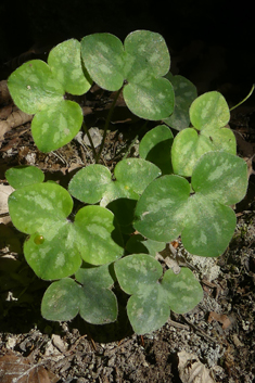 Liverleaf