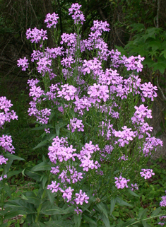 Common Dame's-violet