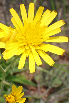 Dappled Hawkweed